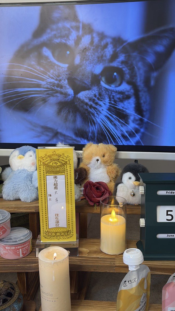 成都宠物殡葬服务实拍