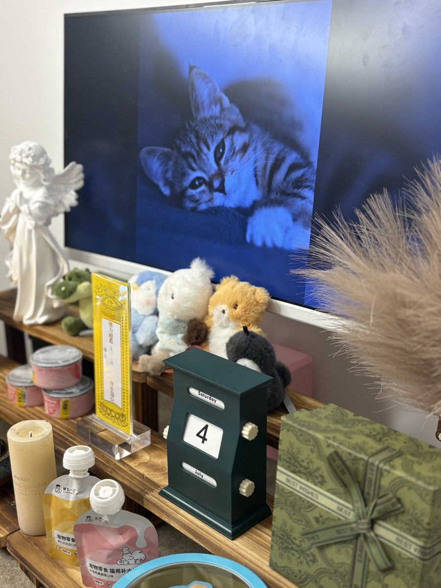 成都宠物殡葬服务实拍