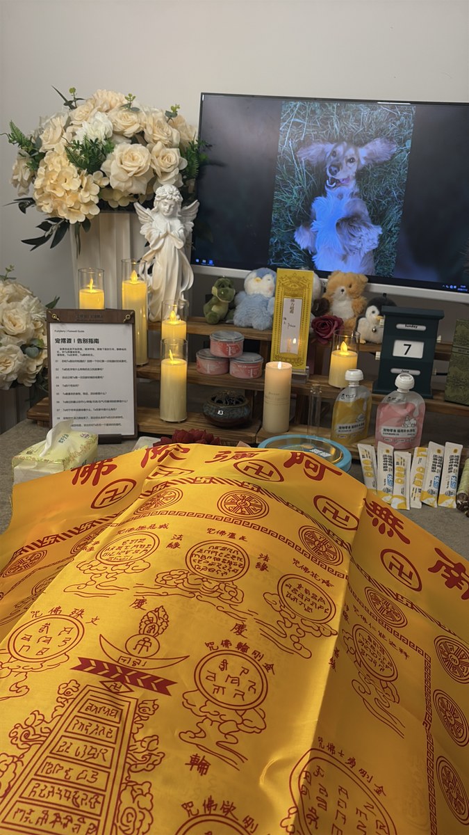 成都宠物殡葬服务实拍