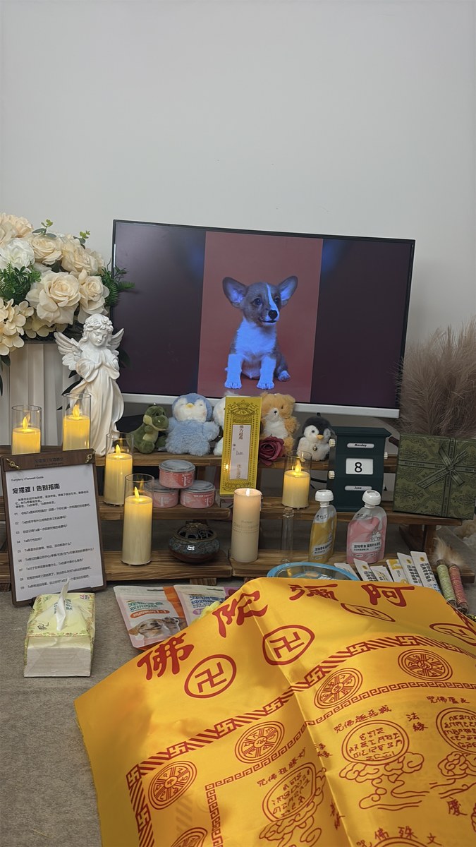成都宠物殡葬服务实拍