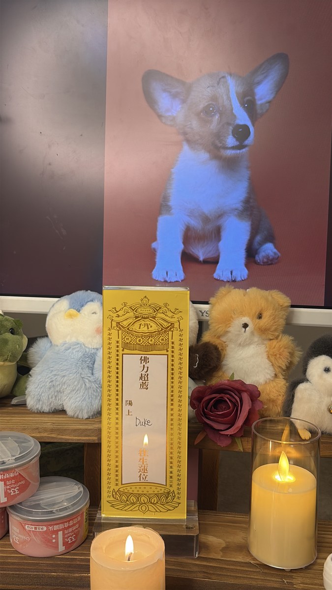 成都宠物临终关怀怎么做？关于安乐，你需要知道这些