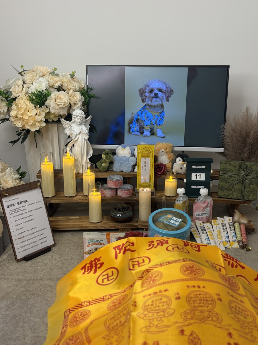 宠物走了之后怎么办？成都家长的六个步骤清单