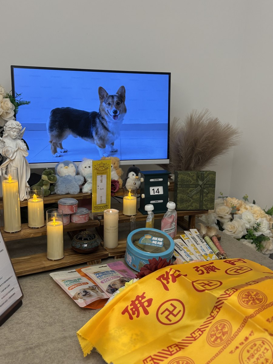 成都宠物安乐流程与费用：一份不那么沉重的说明（第11辑）