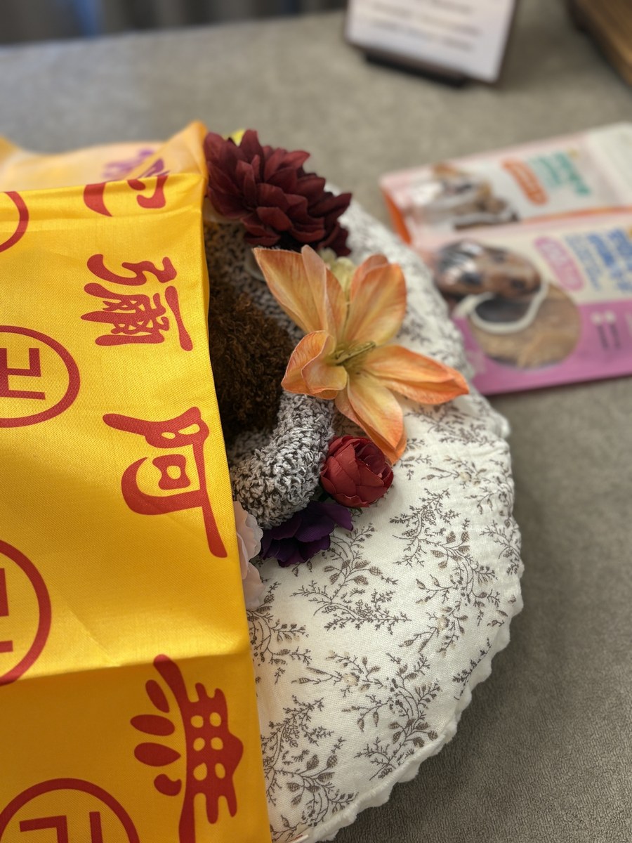 成都宠物殡葬服务实拍