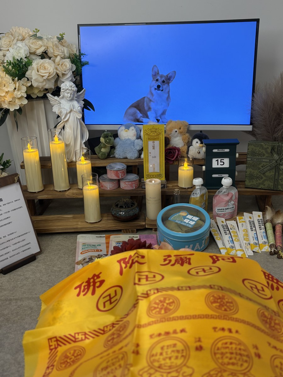 半夜宠物离世怎么办？成都夜间上门服务说明