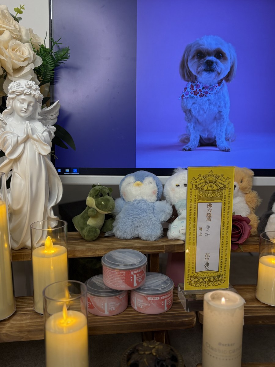 成都宠物殡葬服务实拍