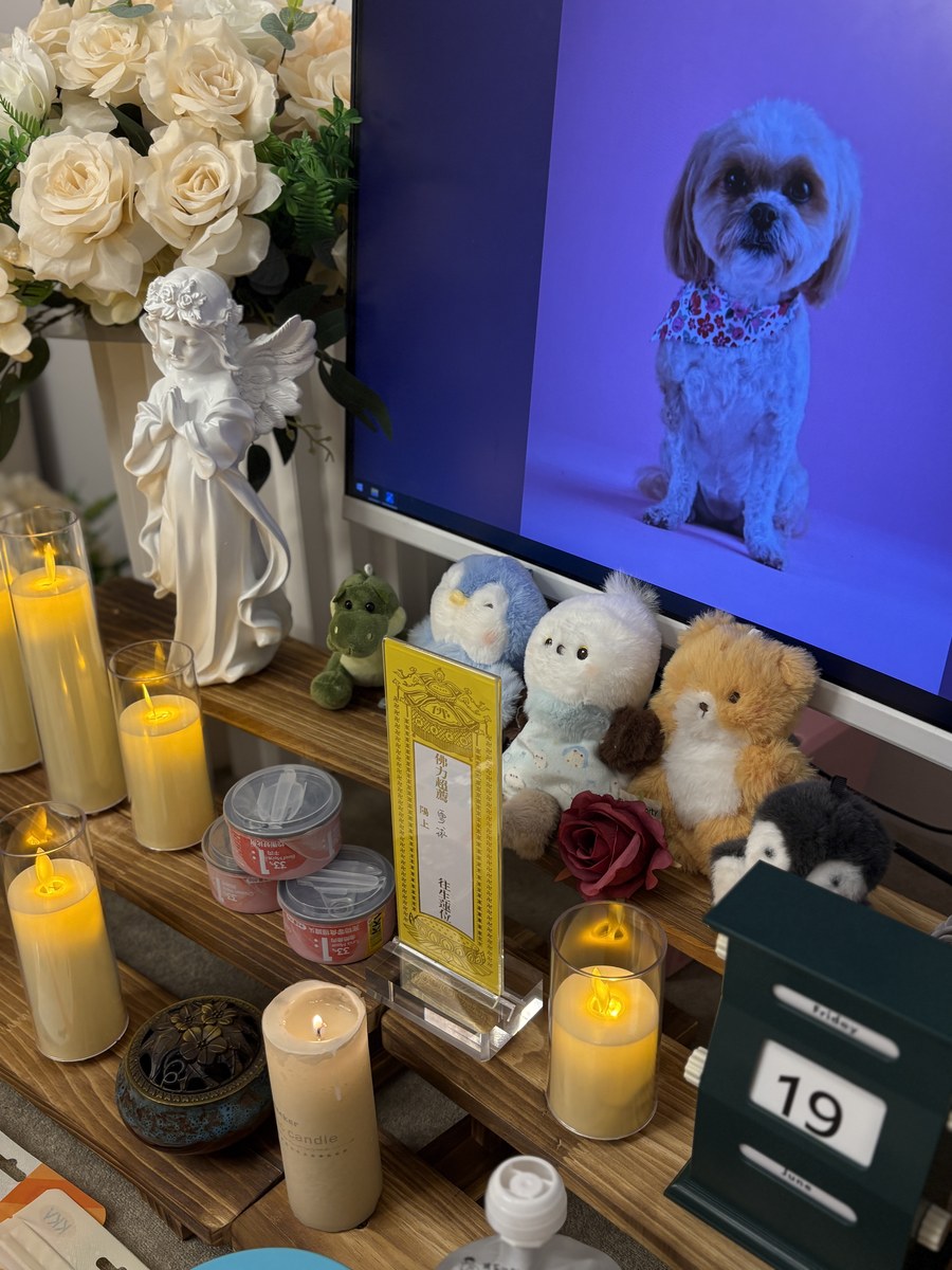 成都老年犬临终关怀与火化安排实用指南