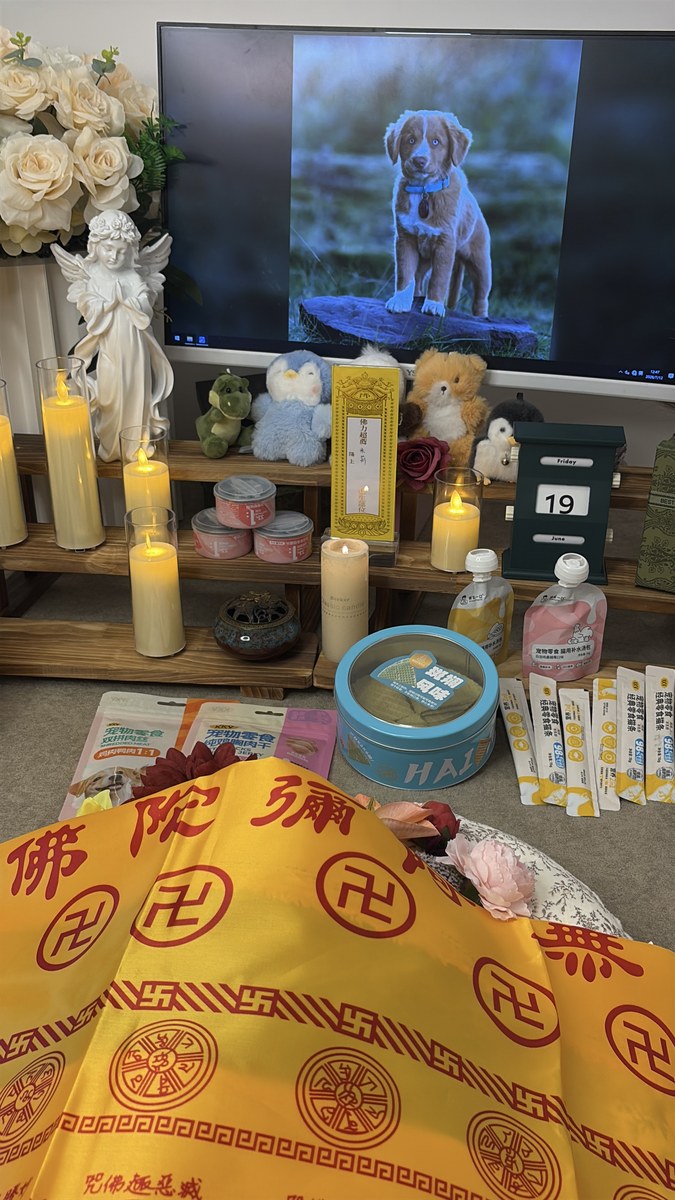 成都宠物殡葬服务实拍