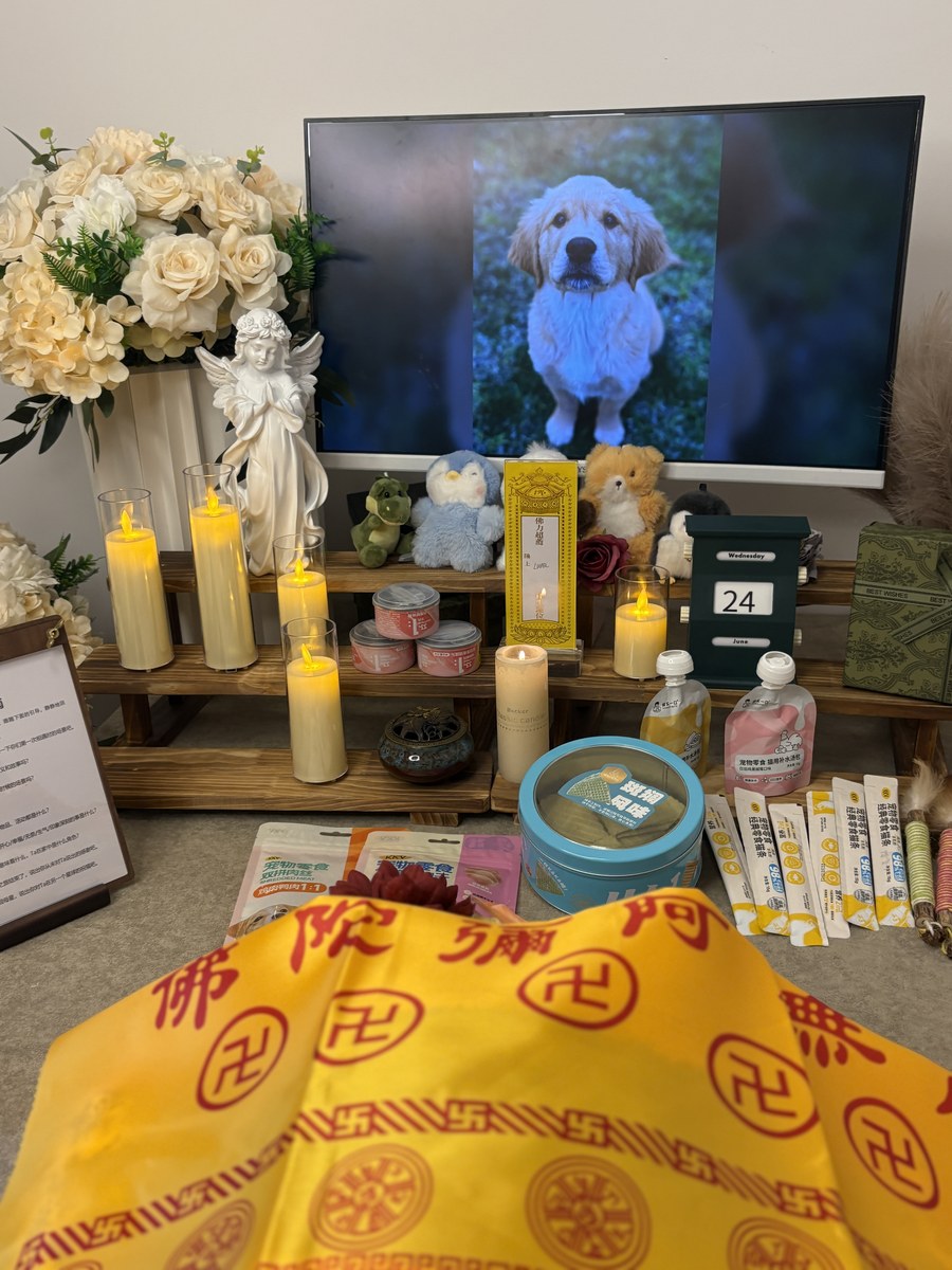 成都宠物殡葬办理指南：五个环节，件件都要走对