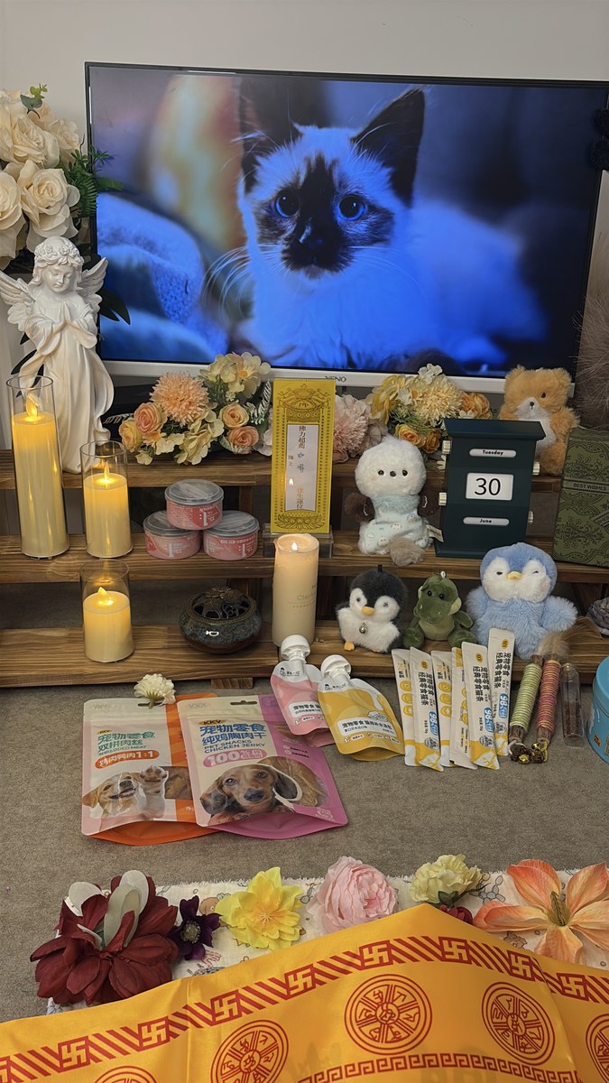 成都宠物殡葬服务实拍