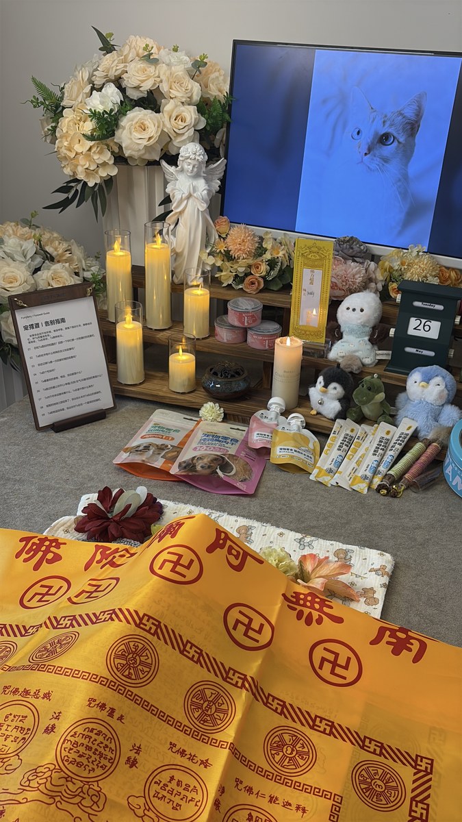 多只猫送走的告别怎么安排？成都家庭经验分享
