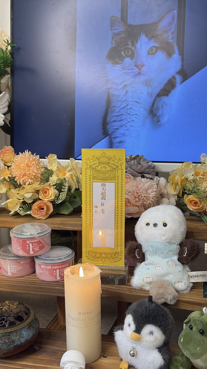 成都宠物殡葬服务实拍