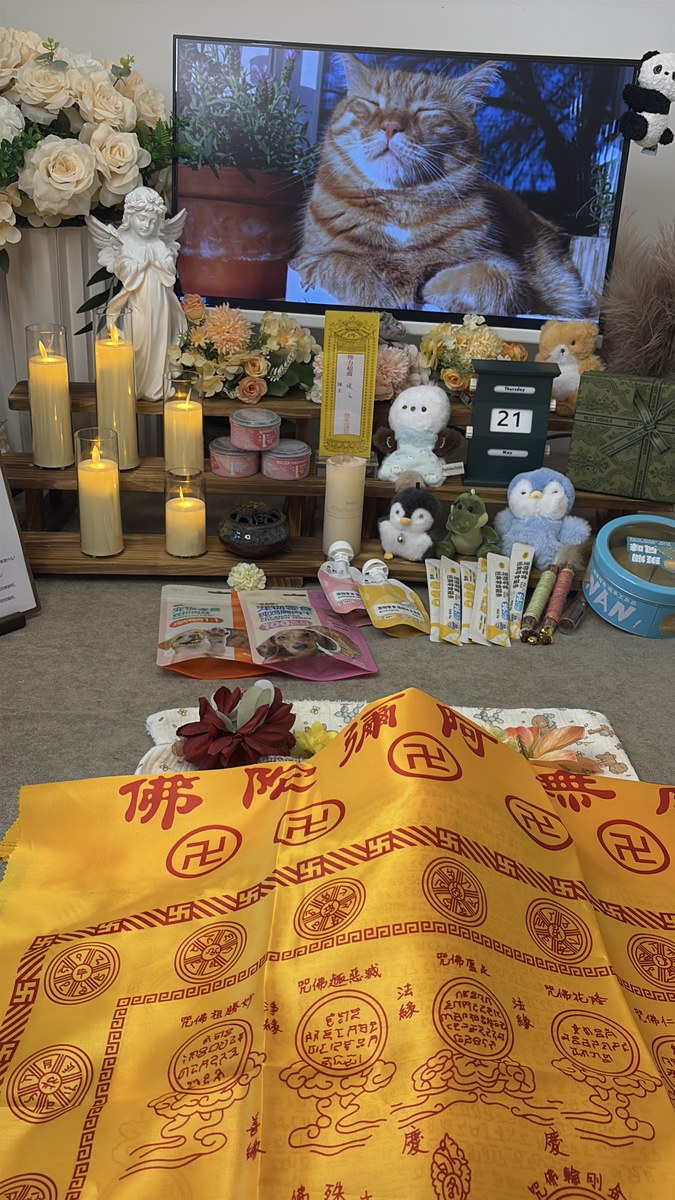 成都宠物殡葬服务实拍