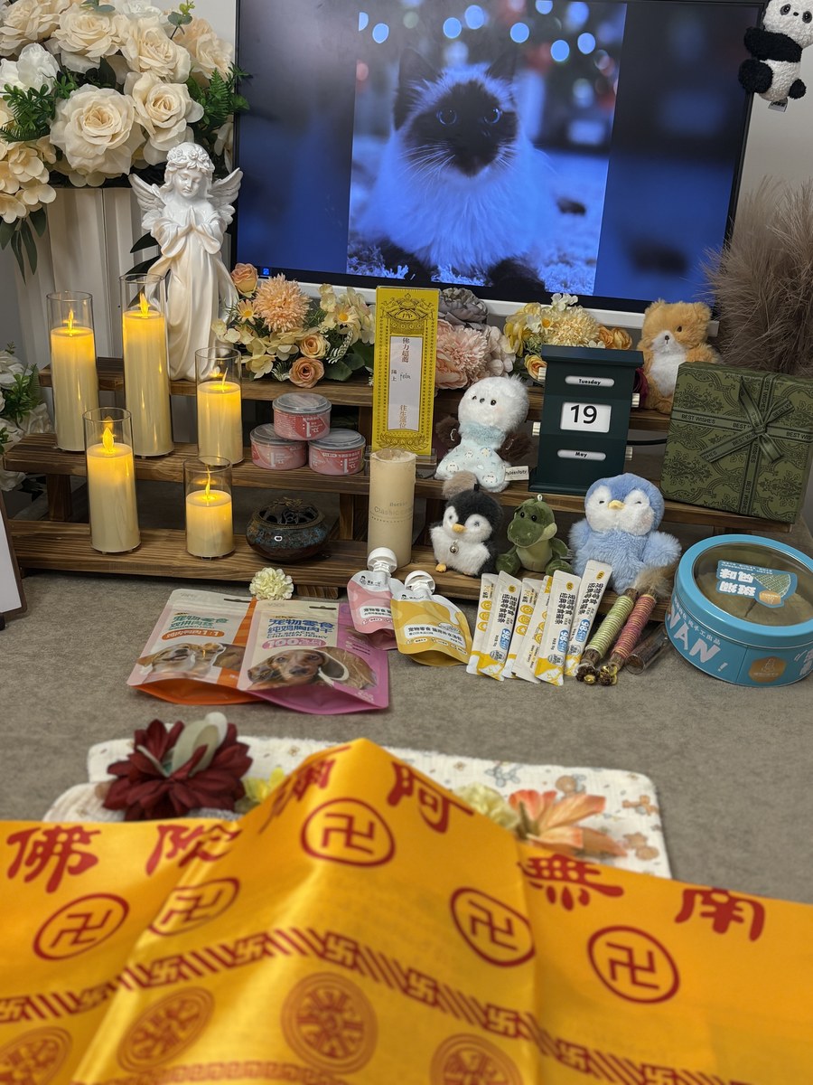 成都宠物安乐流程与费用：一份不那么沉重的说明