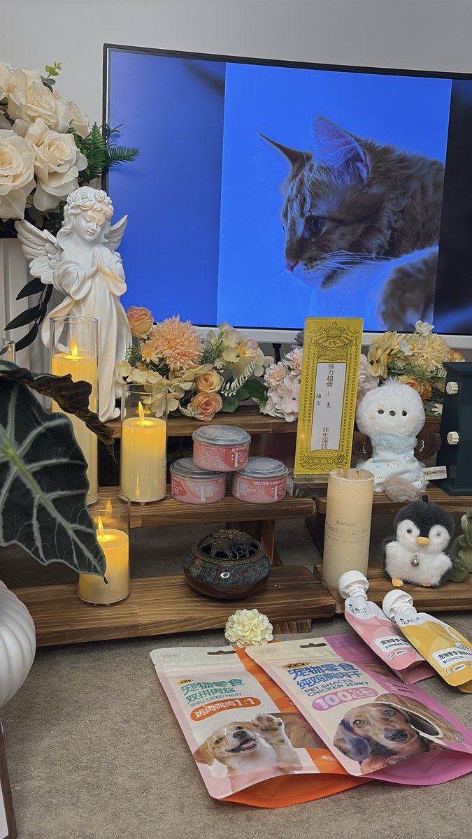成都宠物殡葬服务实拍