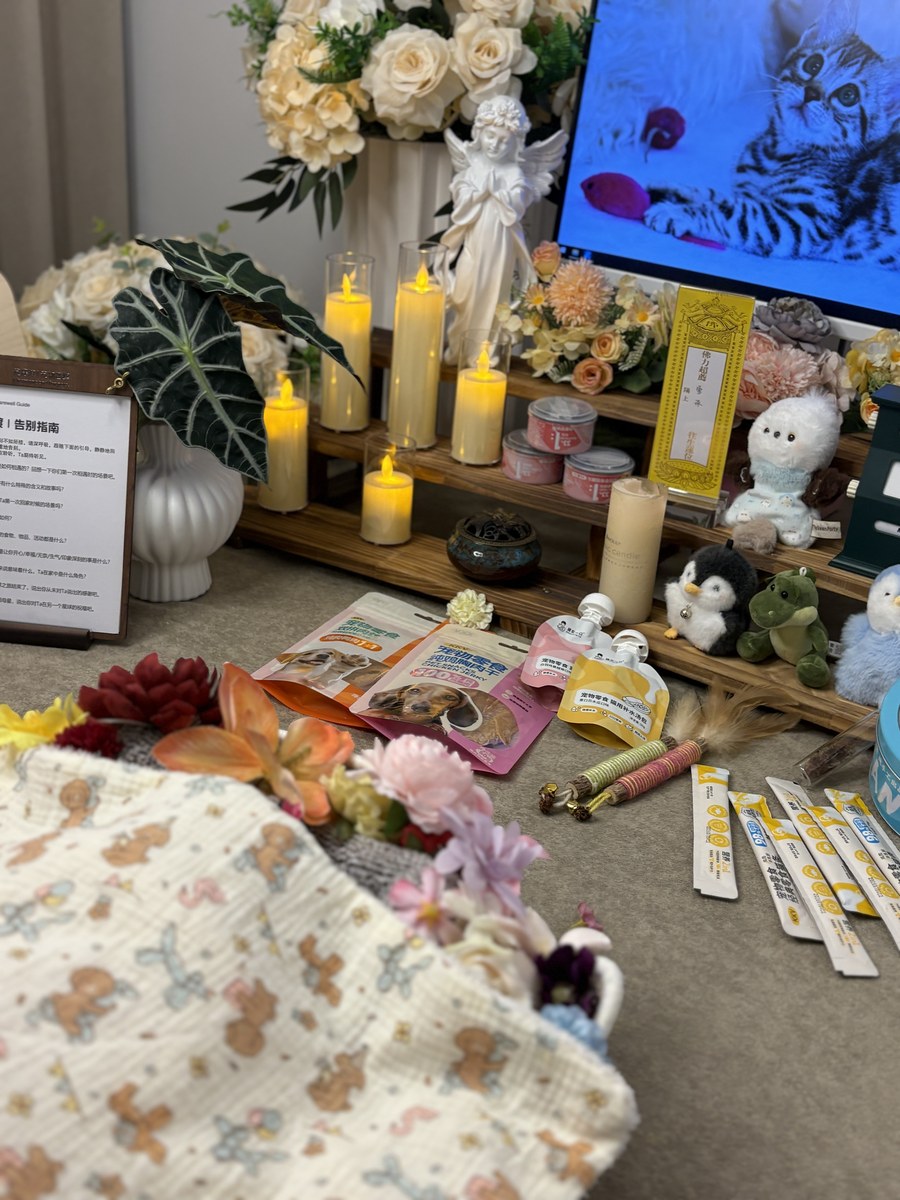 成都宠物殡葬服务实拍