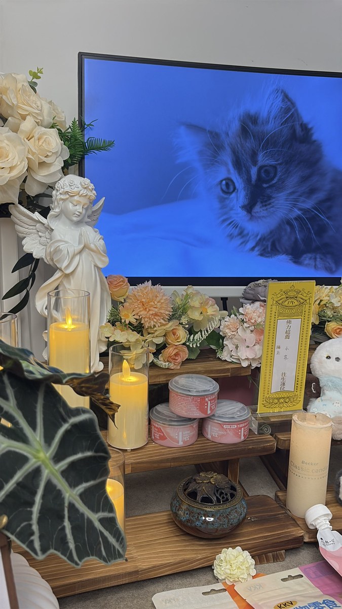 成都宠物殡葬收费透明吗？一份明细账单看懂全流程花费（第2辑）