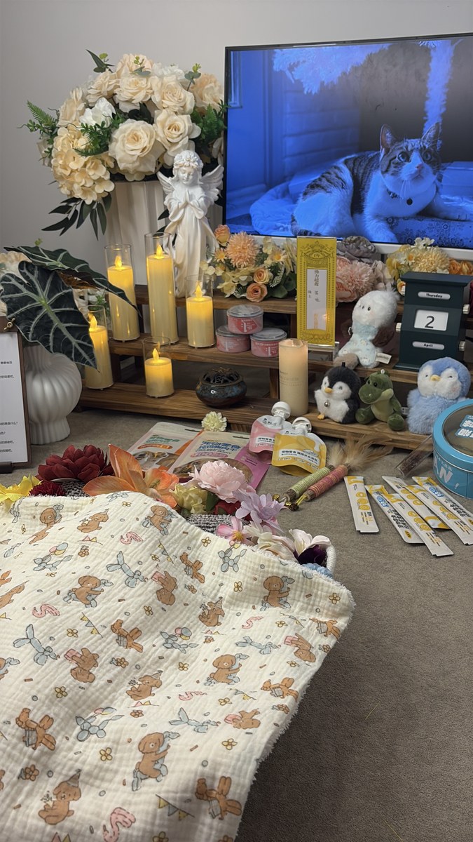 成都宠物殡葬服务实拍