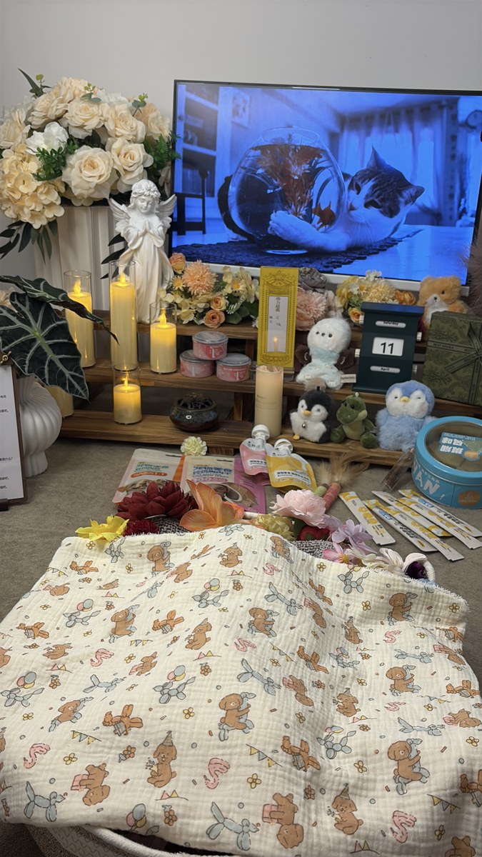 猫咪去世后如何处理？成都猫咪火化全流程说明（第7辑）