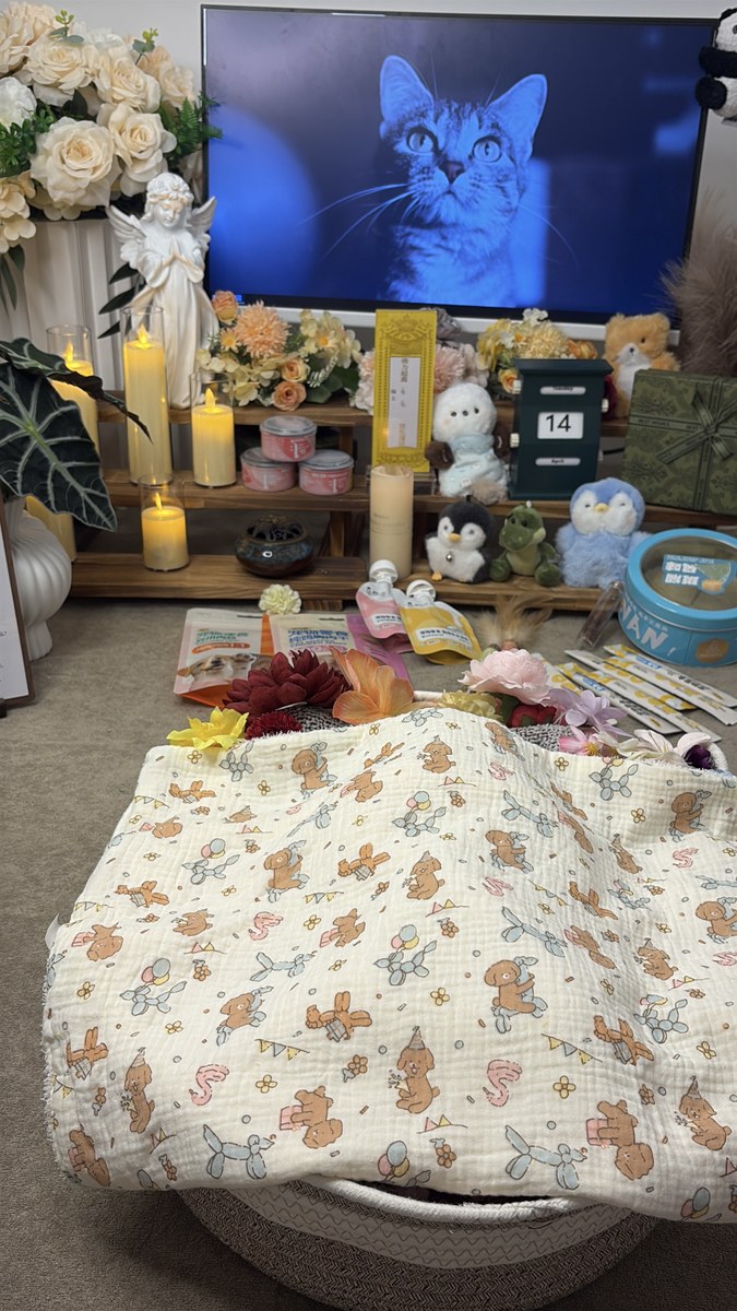 成都宠物殡葬服务实拍