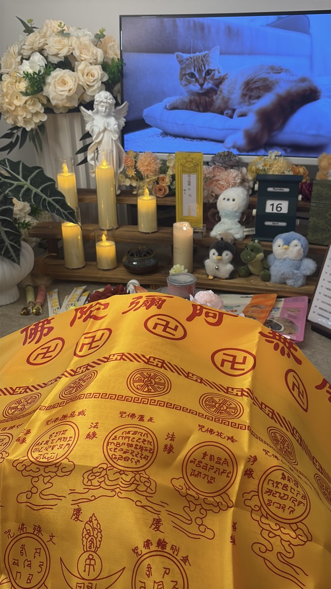 成都宠物殡葬服务实拍