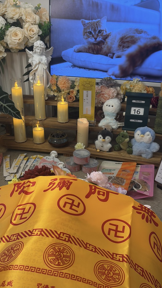 成都宠物殡葬服务实拍