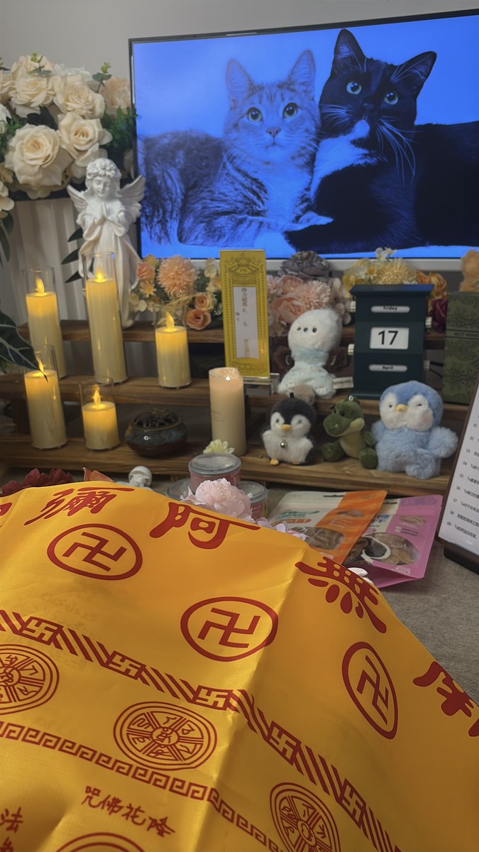 成都宠物殡葬怎么选？全流程五步走，明白了就不慌（第2辑）