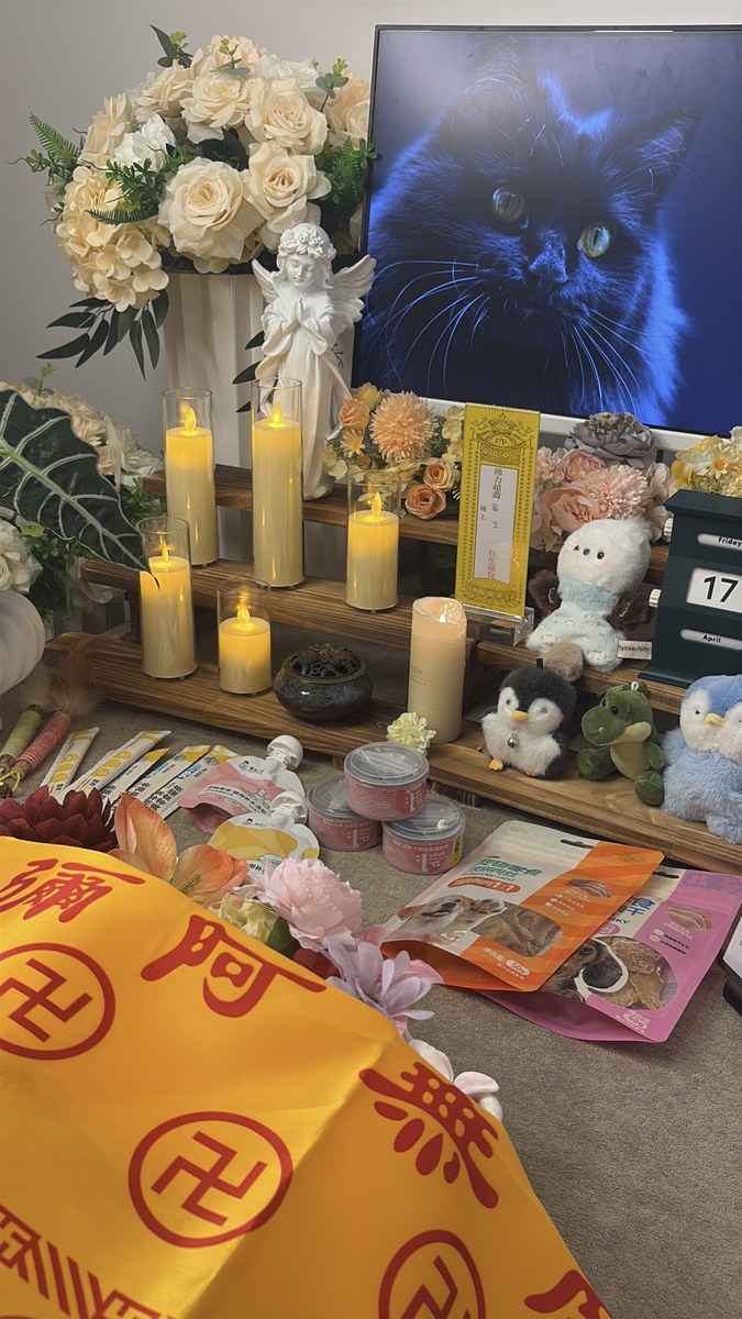 成都宠物殡葬服务实拍