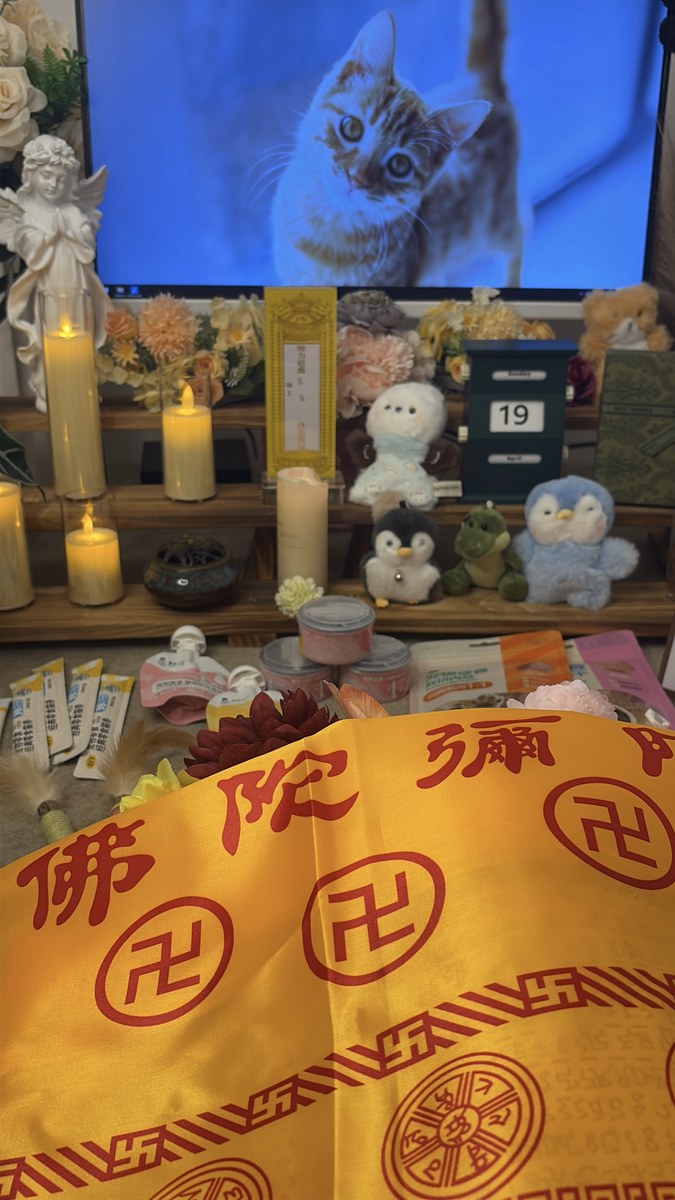 成都宠物殡葬服务实拍