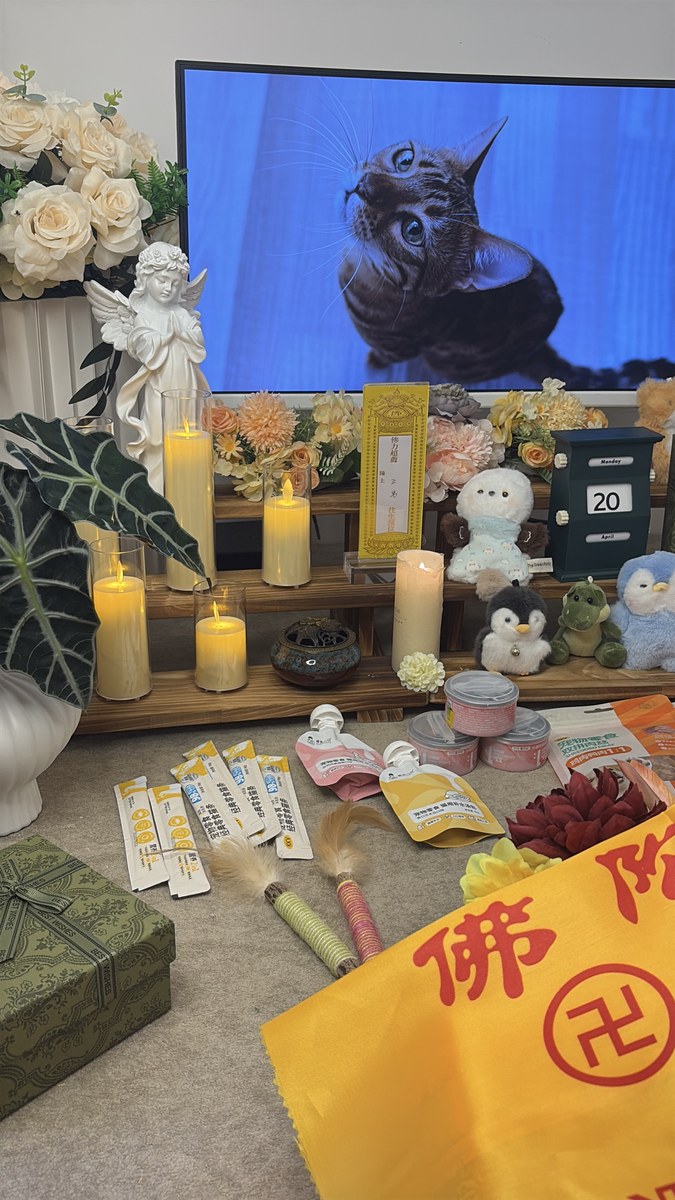 成都宠物殡葬服务实拍