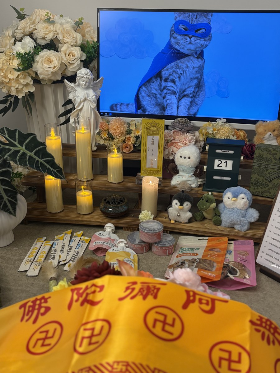 成都宠物殡葬服务实拍