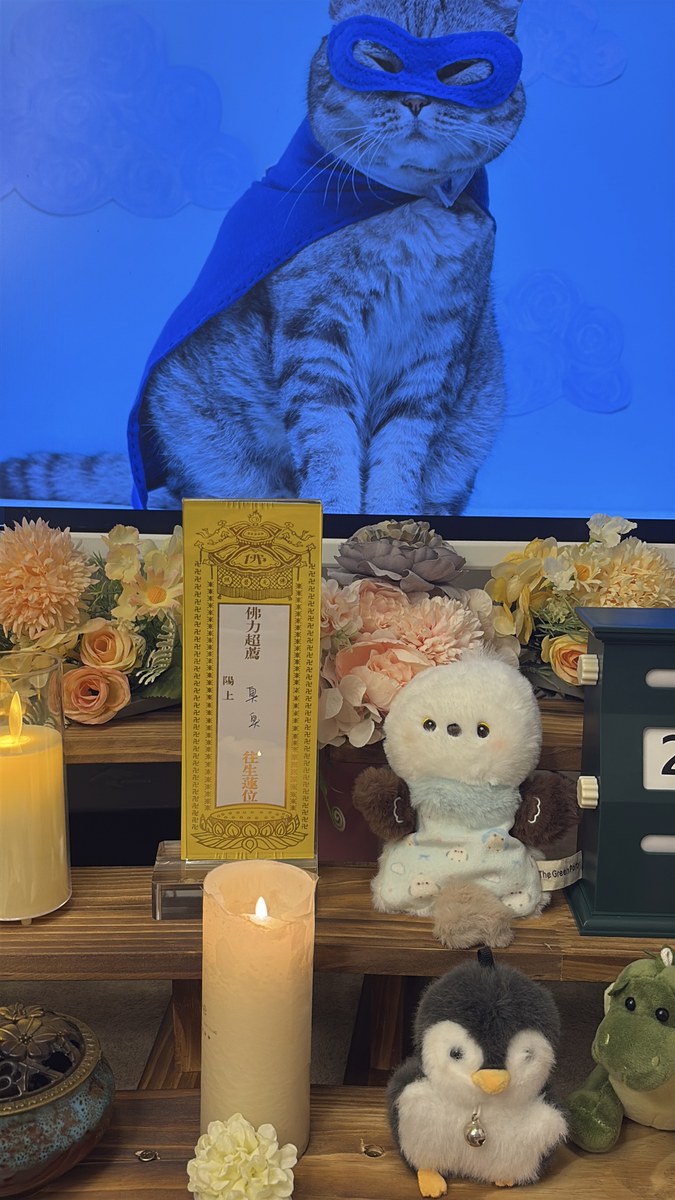 猫咪去世后如何处理？成都猫咪火化全流程说明（第21辑）