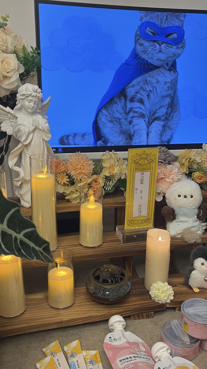多只猫送走的告别怎么安排？成都家庭经验分享（第25辑）