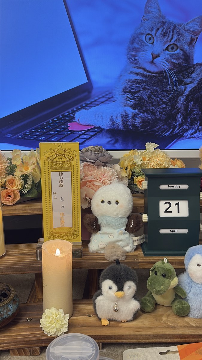 成都宠物殡葬服务实拍