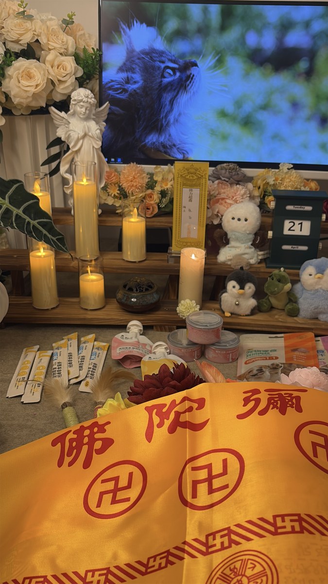 成都宠物殡葬服务实拍