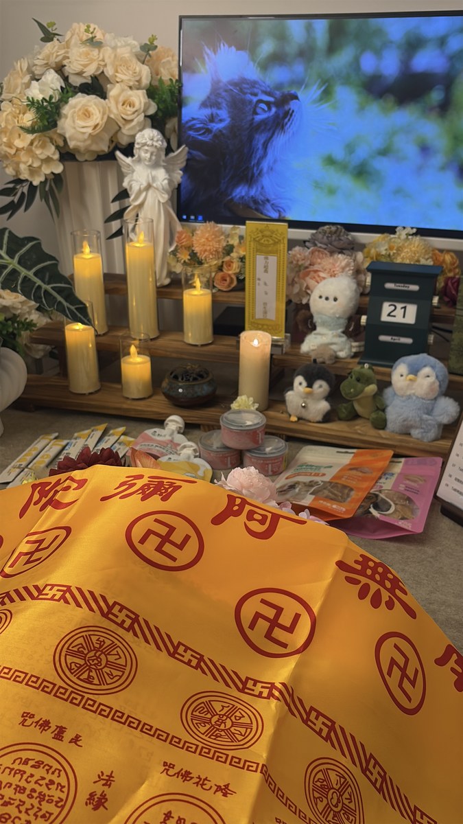 成都宠物殡葬服务实拍