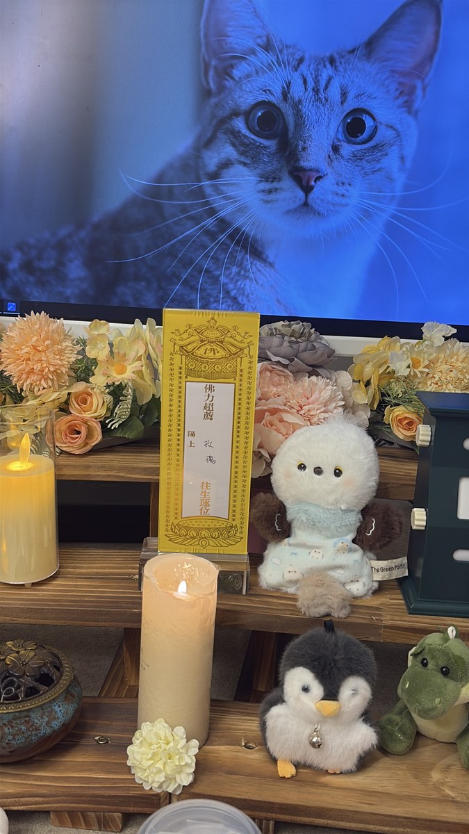 成都宠物安乐流程与费用：一份不那么沉重的说明（第12辑）