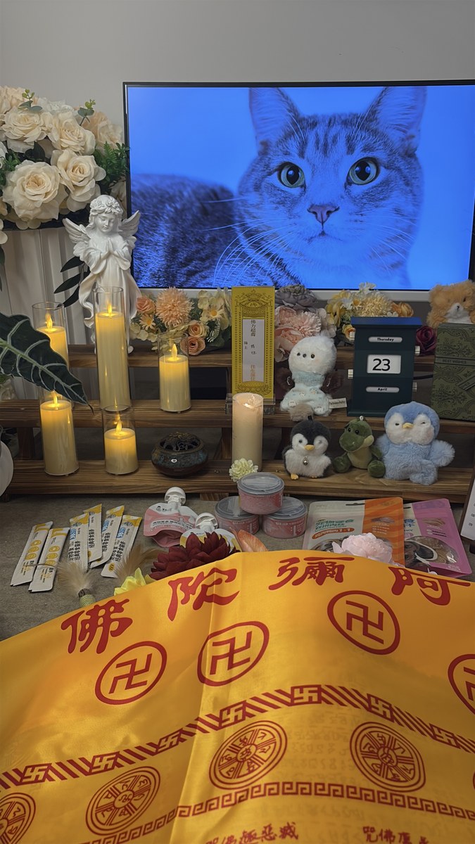 成都宠物殡葬服务实拍