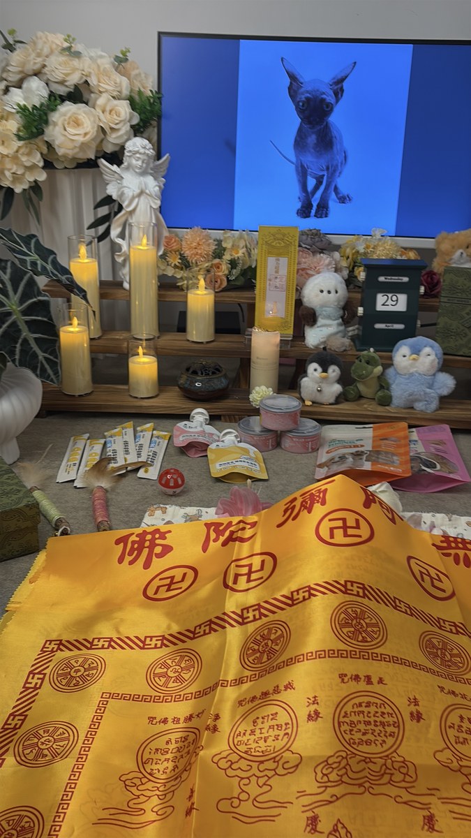 宠物走后的哀伤期怎么度过？成都家属支持建议（第2辑）