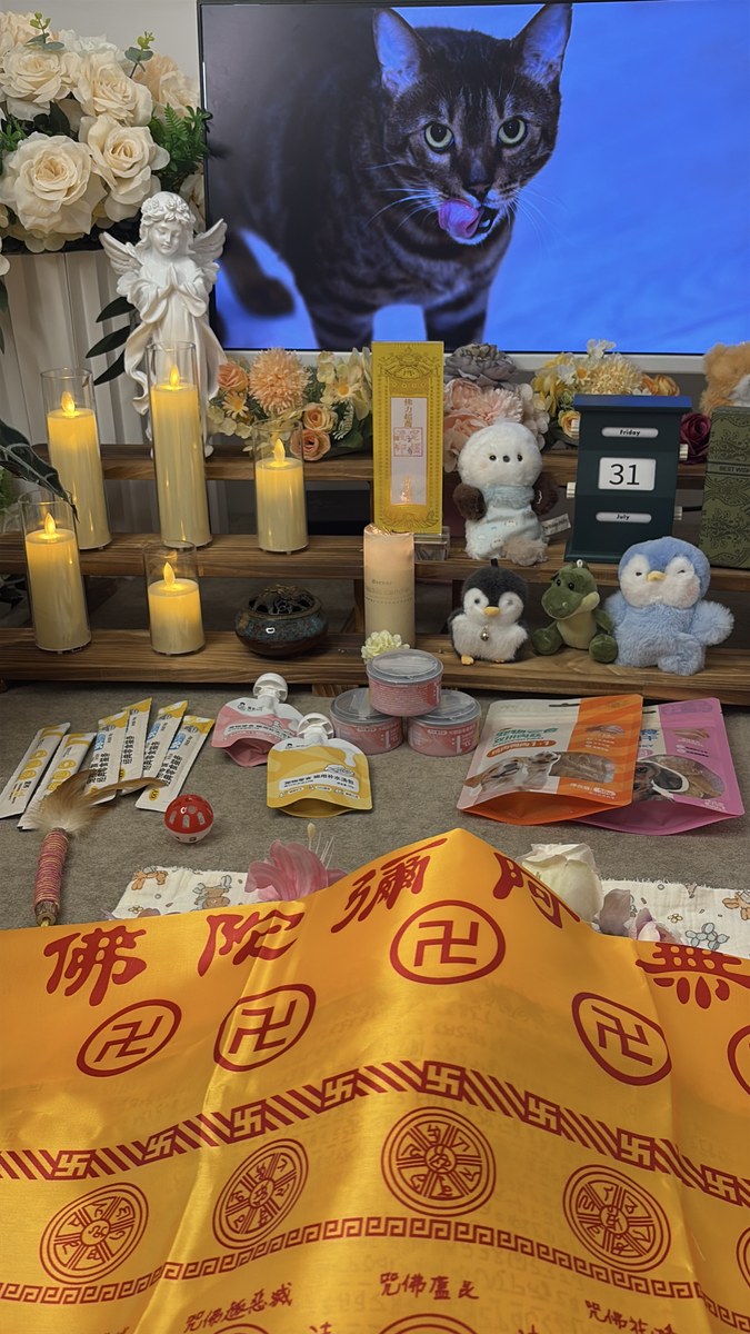 成都宠物殡葬服务实拍