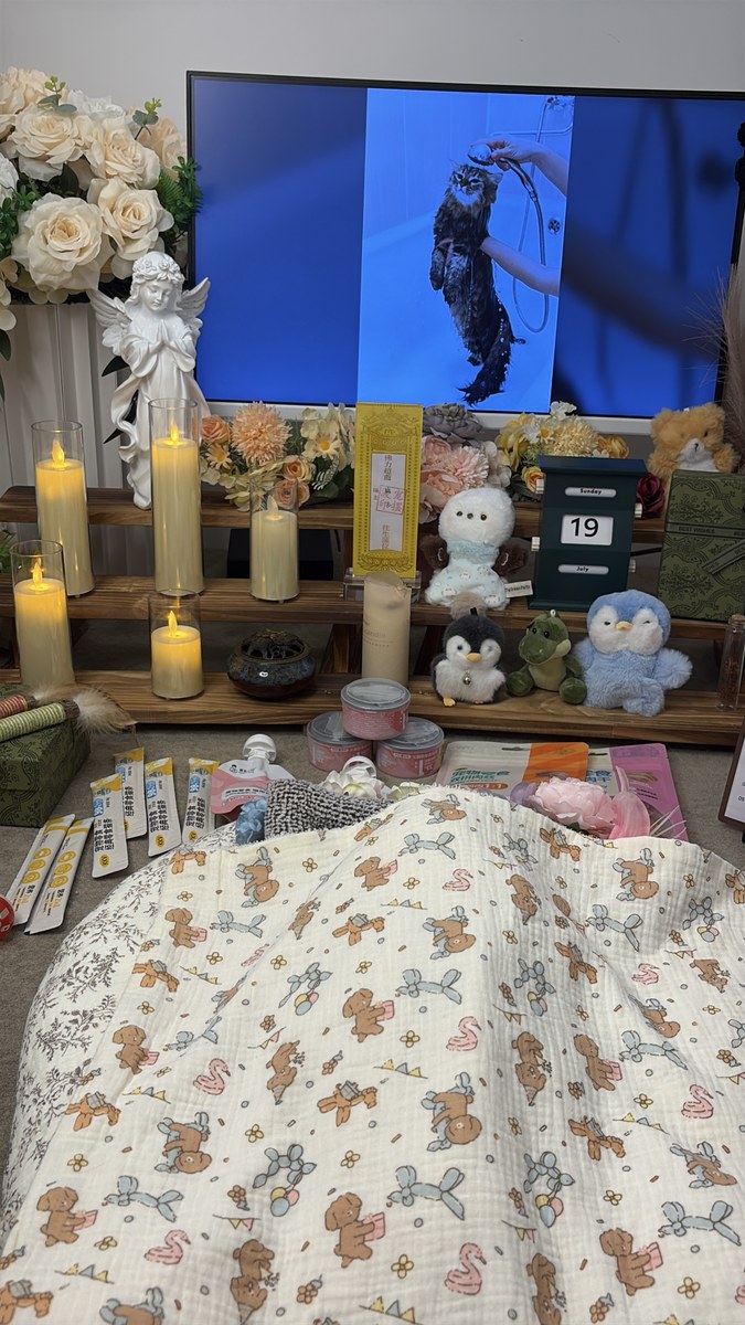 成都宠物殡葬服务实拍