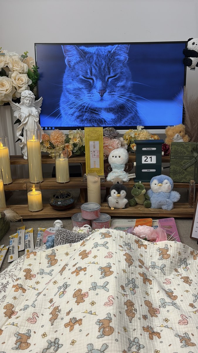 成都宠物殡葬服务实拍