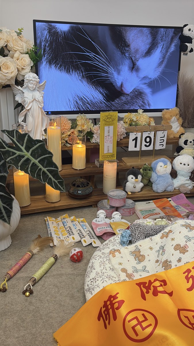 成都宠物殡葬服务实拍