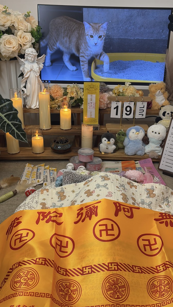 成都宠物殡葬服务实拍