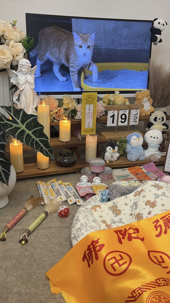 成都宠物殡葬服务实拍