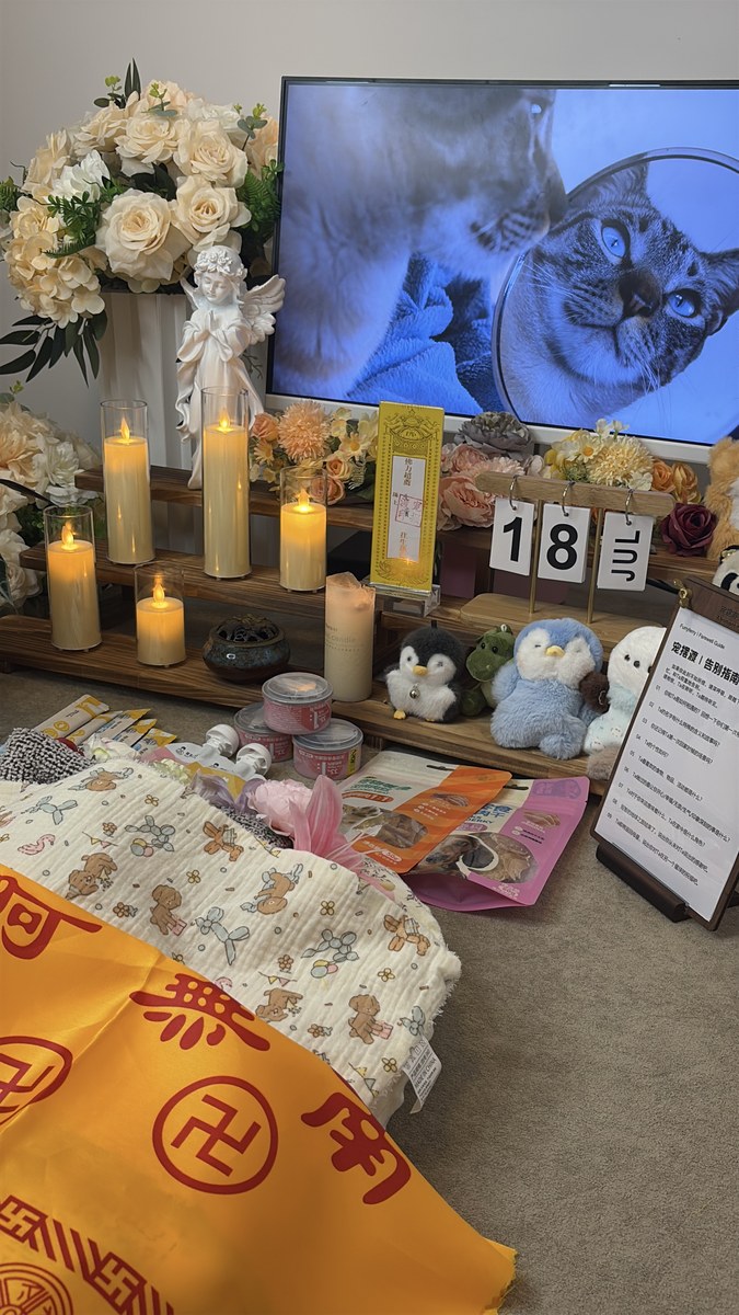 成都宠物殡葬服务实拍