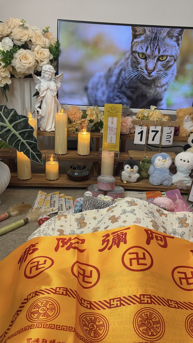 成都宠物殡葬服务实拍
