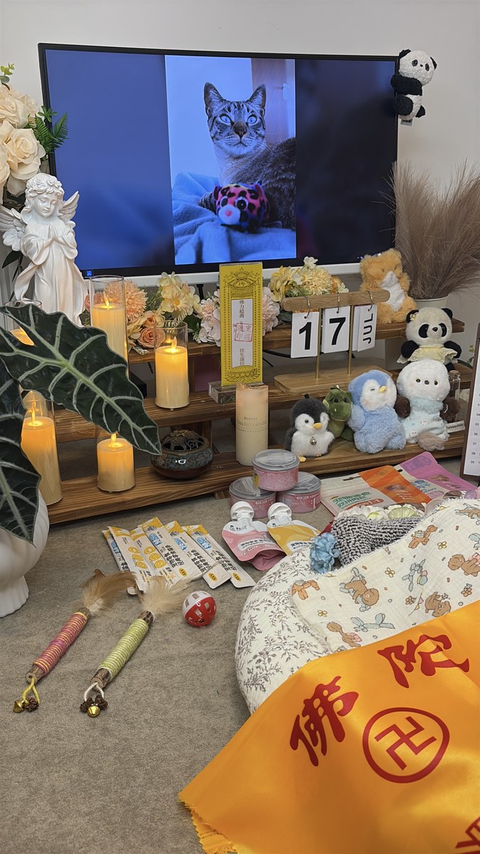 成都宠物殡葬怎么选？全流程五步走，明白了就不慌（第20辑）