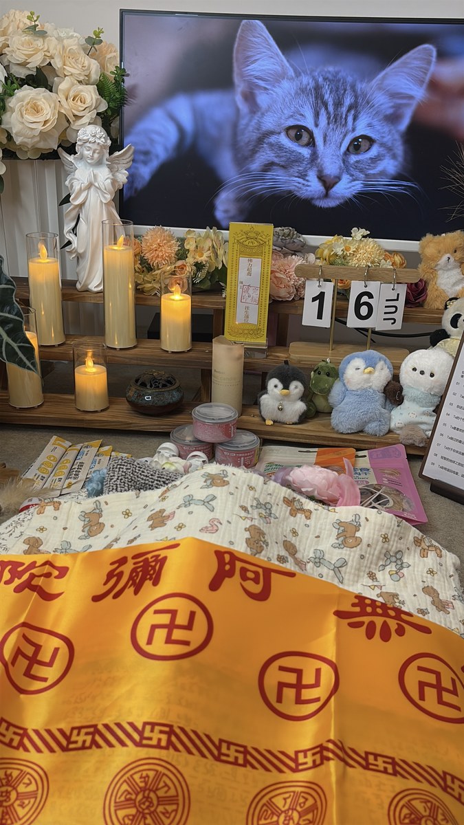 成都宠物殡葬服务实拍