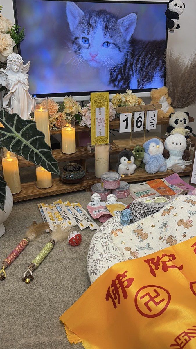成都宠物殡葬服务实拍